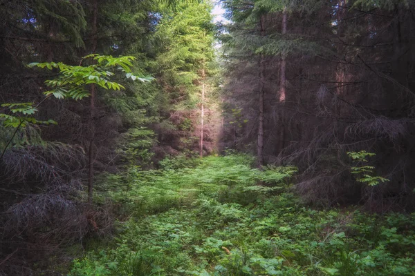 Dunkler Tannenwald. dunkel bemooste Waldbäume Hintergrund. Moosige Waldbäume. — Stockfoto
