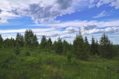 Kozalaklı bir ormanın arka planında yeşil çimenler ve yabani çiçeklerle dolu yaz çayırı manzarası.