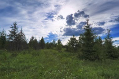 Kozalaklı bir ormanın arka planında yeşil çimenler ve yabani çiçeklerle dolu yaz çayırı manzarası.
