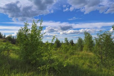Kozalaklı bir ormanın arka planında yeşil çimenler ve yabani çiçeklerle dolu yaz çayırı manzarası.