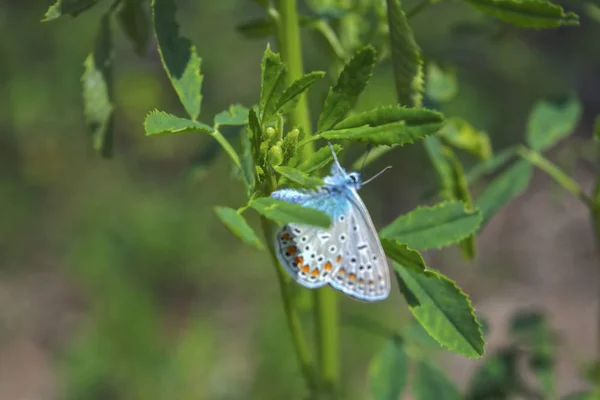 Polyommatus amandus farfalla su un fiore della foresta . — Foto Stock