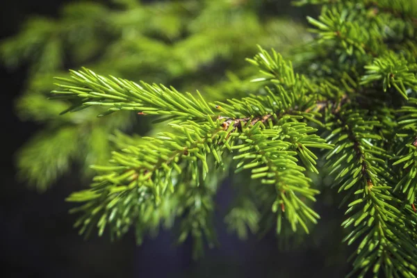 A branch of spruce with young needles on a blurred green background. — Stock Photo, Image