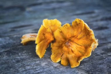 Eski bir ahşap masanın arka planında orman mantarı.