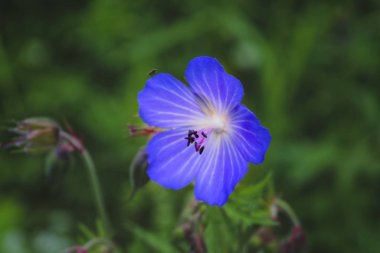 Ahşap cranesbill, ormanlık Sardunya, Sardunya sylvaticum. Orman Sardunya.