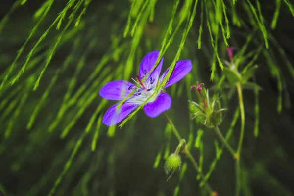 Ahşap cranesbill, ormanlık Sardunya, Sardunya sylvaticum. Orman Sardunya. — Stok fotoğraf