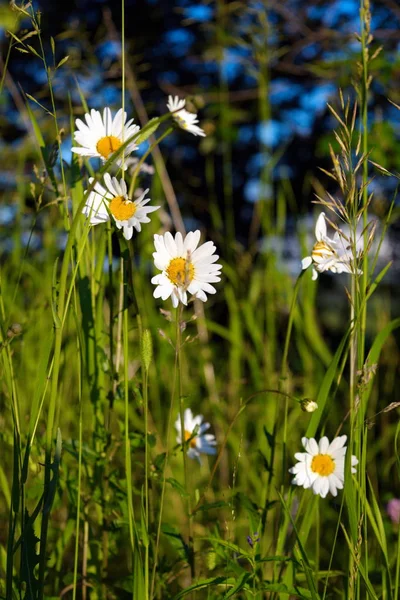 Chamomiles på en äng upplyst av solljus. Sommar bakgrund. Vackert ljus och humör. — Stockfoto