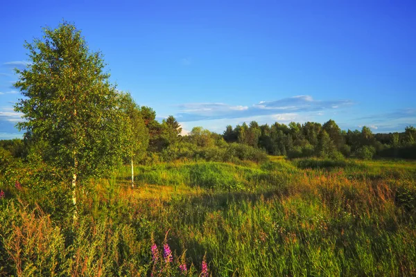 Lato łąka krajobraz z zielonej trawy i dzikie kwiaty na tle lasu i gór. — Zdjęcie stockowe