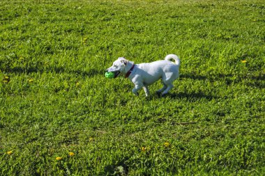 Yeşil bir çim üzerinde yürüyen bir köpek beyaz boyama Portresi.
