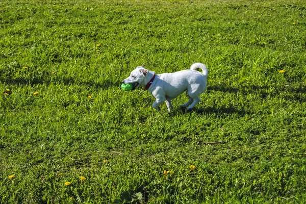 Portræt af en hund hvid farve gå på en grøn græsplæne . - Stock-foto