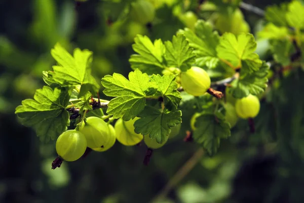 Gałąź z zielonym agrest. Ribes UVA-Crispa. Agrest w organicznym ogrodzie warzywnym. — Zdjęcie stockowe