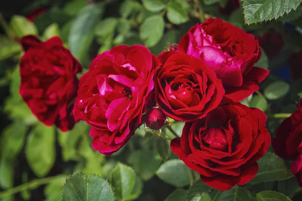 Red Roses egy bokor a kertben. Scarlet rózsák nyári virágos háttér. Stock Kép