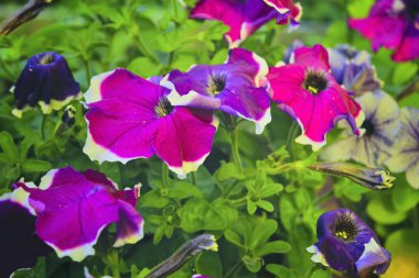 Leylak çiçekleri ile Petunia bitki. Mor petunyalı Çiçek Yatağı. Renkli mor-kırmızı petunya çiçek yakın.