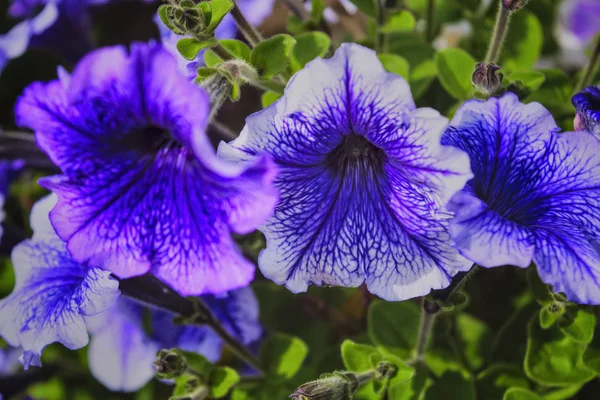 Pianta di petunia con fiori lilla. aiuola con petunie viola. Colorato fiore di petunia rosso porpora da vicino . — Foto Stock