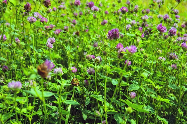 Blühender Klee auf einer Sommerwiese. Blühender Klee lila Schatten. — Stockfoto