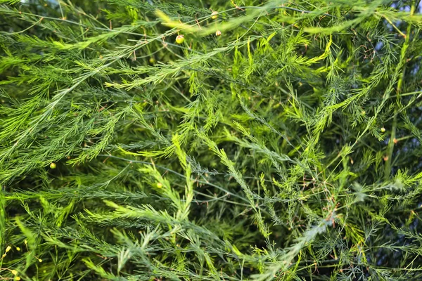 Spargelzweige. Spargelpflanze wächst im Garten. — Stockfoto