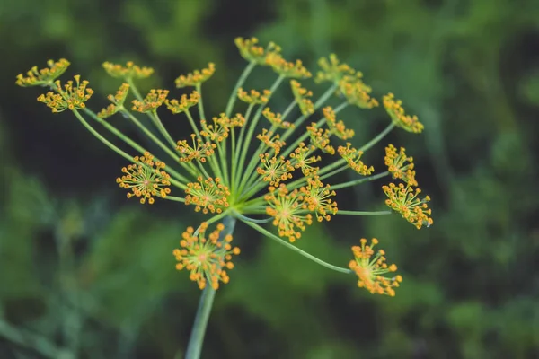 Dill inflorescence on a blurred green background. View on a dill umbrella blooming on high stem on a background of garden. — Stock Photo, Image