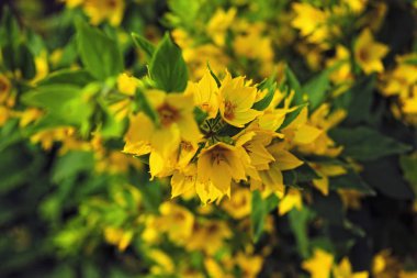 Makro fotoğraf doğa sarı Lysimachia vulgaris çiçek. Doku arka plan bitki altın sarı loosestrife çiçek.