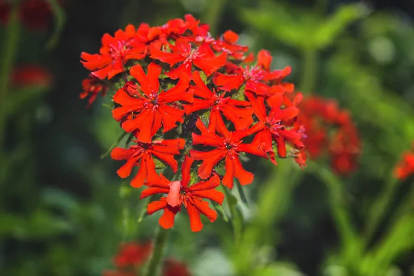Flores rojas Lychnis chalcedonica primer plano sobre un fondo borroso de hojas verdes en un día soleado en el jardín de verano. — Foto de Stock