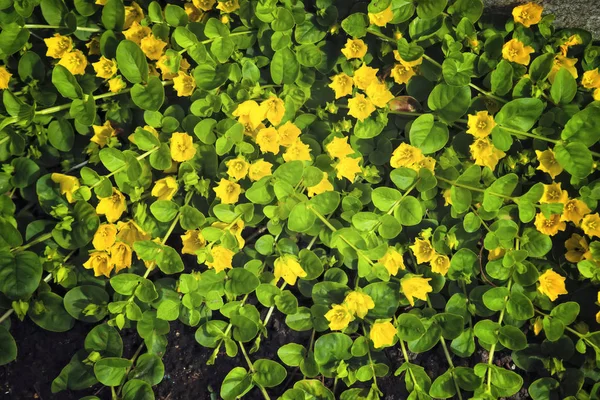 Moneywort, Lysimachia nummularia, Goldilocks bitkiler ve sarı çiçekler bahçede sundstone üzerinde yalan.