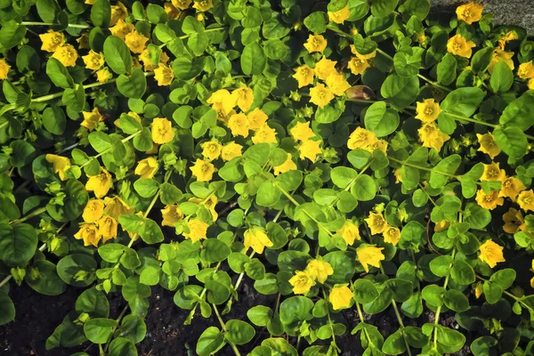 Moneywort, Lysimachia nummularia, Goldilocks növények és sárga virágok fekszenek sundstone a kertben. Jogdíjmentes Stock Képek