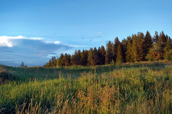 森と山を背景に緑の草と野生の花を持つ夏の草原の風景. — ストック写真