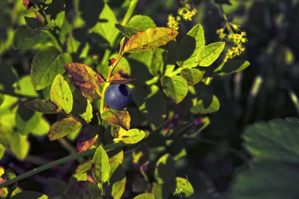 Blueberry bushes with ripe berries on a blurred background. Blueberry bush with cluster of berries. — Stock Photo, Image