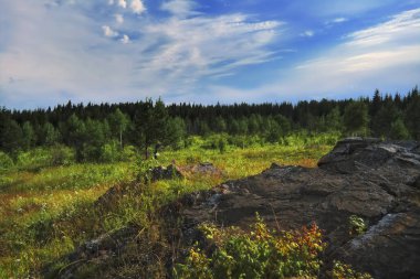 Kozalaklı bir ormanın arka planında yeşil çimenler ve yabani çiçeklerle dolu yaz çayırı manzarası.