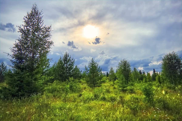 Paisaje del prado de verano con hierba verde y flores silvestres en el fondo de un bosque de coníferas . — Foto de Stock