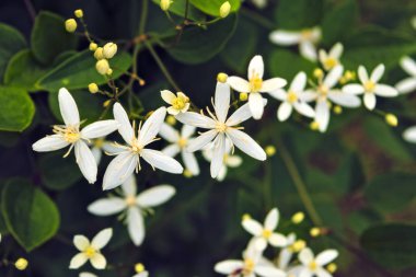 Yeşil yapraklarıbir arka plan üzerinde Beyaz bahçe çiçekleri.