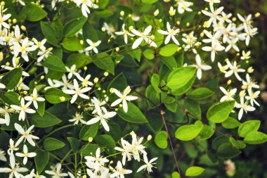 Yeşil yapraklarıbir arka plan üzerinde Beyaz bahçe çiçekleri.