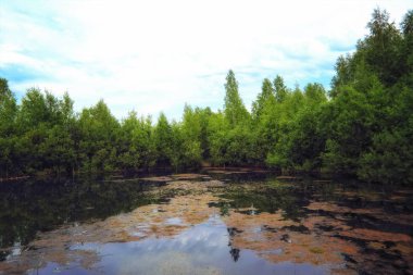 Yansıma ve yabani su bitkileri ile ormanda küçük göl.