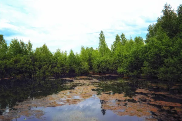 Yansıma ve yabani su bitkileri ile ormanda küçük göl.