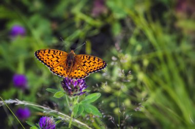 Argynnis paphia. Ot bahçesinde güneş ışığında Güzel Argynnis paphia kelebek.