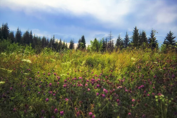 Paysage de prairie d'été avec herbe verte et fleurs sauvages sur le fond d'une forêt de conifères . — Photo