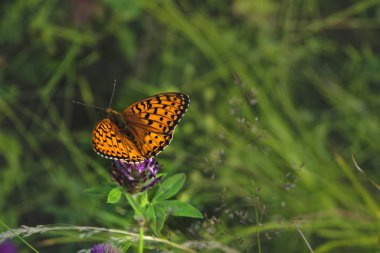 Argynnis paphia. Ot bahçesinde güneş ışığında Güzel Argynnis paphia kelebek.
