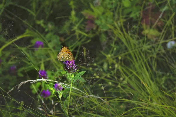 Argynnis paphia. Mooie Argynnis paphia butterfly in zonlicht in kruidentuin. — Stockfoto