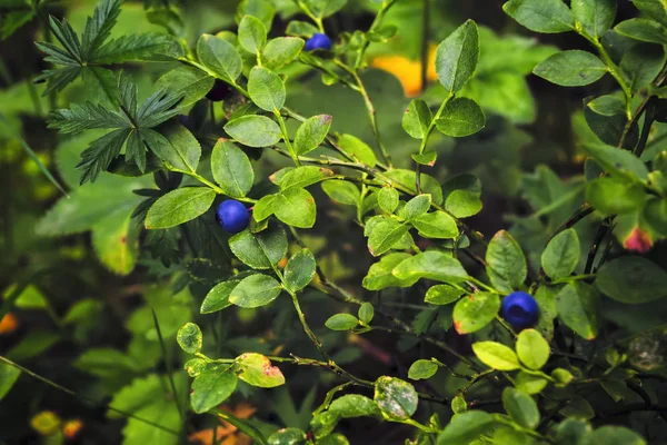 Cespugli di mirtilli con bacche mature su sfondo sfocato. Cespuglio di mirtilli con grappolo di bacche . — Foto Stock