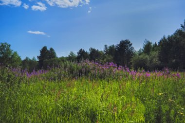 Bir ormanın arka planda yeşil çim ve vahşi çiçekler ile yaz çayır manzara.