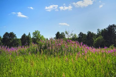 Bir ormanın arka planda yeşil çim ve vahşi çiçekler ile yaz çayır manzara.