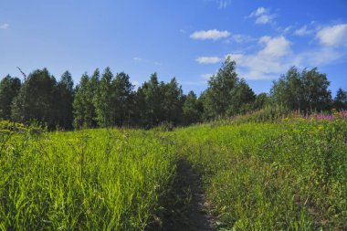 Bir ormanın arka planda yeşil çim ve vahşi çiçekler ile yaz çayır manzara.