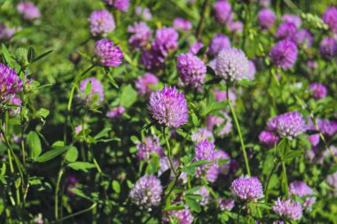 Yaz çayırında çiçek açan yonca. Çiçeklenme yonca Mor Gölge.
