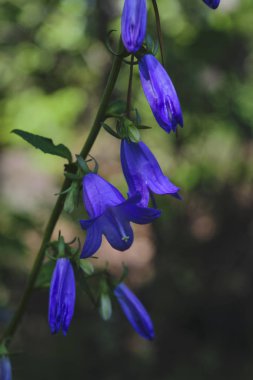 Mavi orman çiçekleri bluebells Latince adı Campanula.