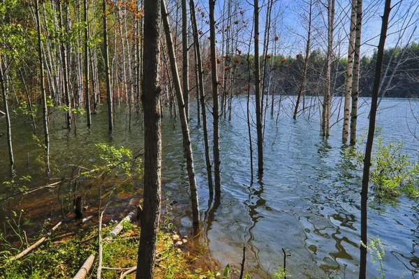 Paisagem de verão na margem de um lago florestal com água azul transparente clara . — Fotografia de Stock