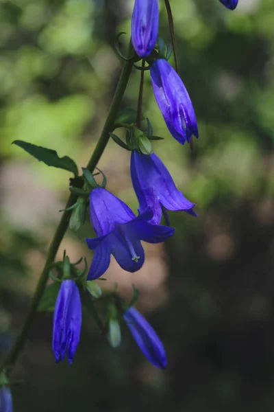 Blå skog blommor Bluebells Latinskt namn Campanula. — Stockfoto