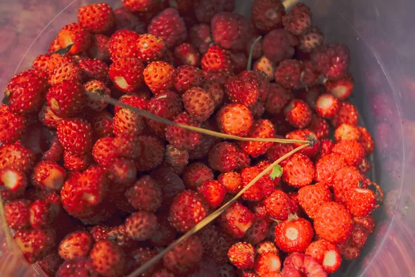 Dojrzałe czerwone jagody z dzikiej truskawki zbliżenie. Zbliżenie dzikich truskawek — Zdjęcie stockowe