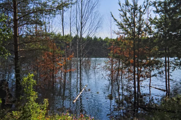 Paisagem de verão na margem de um lago florestal com água azul transparente clara . — Fotografia de Stock