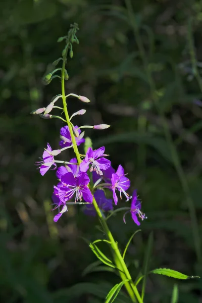 Flores cor-de-rosa de fireweed em flor no fundo borrado fechar-se na hora de verão . — Fotografia de Stock