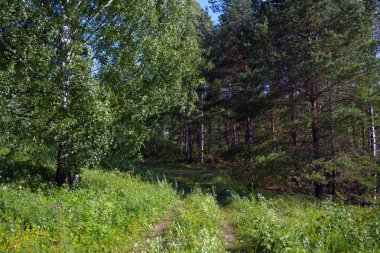 Bir ormanın arka planda yeşil çim ve vahşi çiçekler ile yaz çayır manzara.