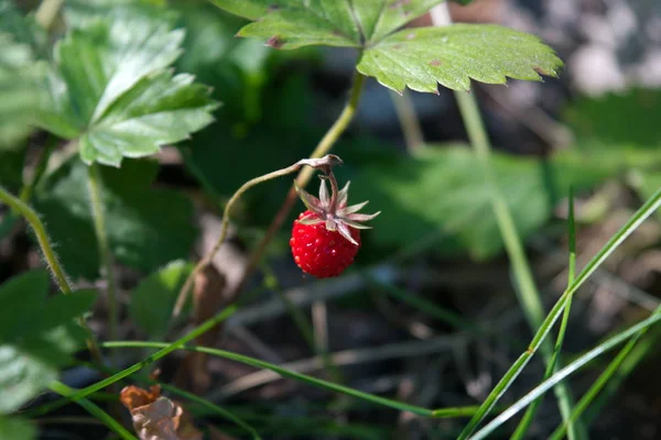 Ripe red berries of wild strawberry close-up. Close up of wild strawberries — Stock Photo, Image