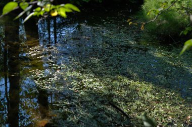 Açık şeffaf mavi su ile orman gölün kıyısında yaz manzara.